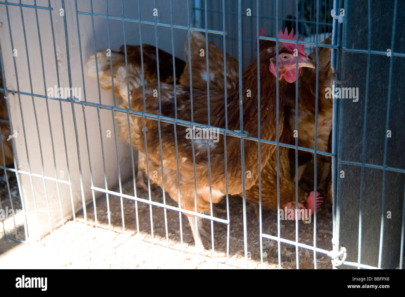 battery hens hen cage caged egg eggs animal welfare crampt cramped small tiny space enhanced intensively farmed intensive farmin Stock Photo