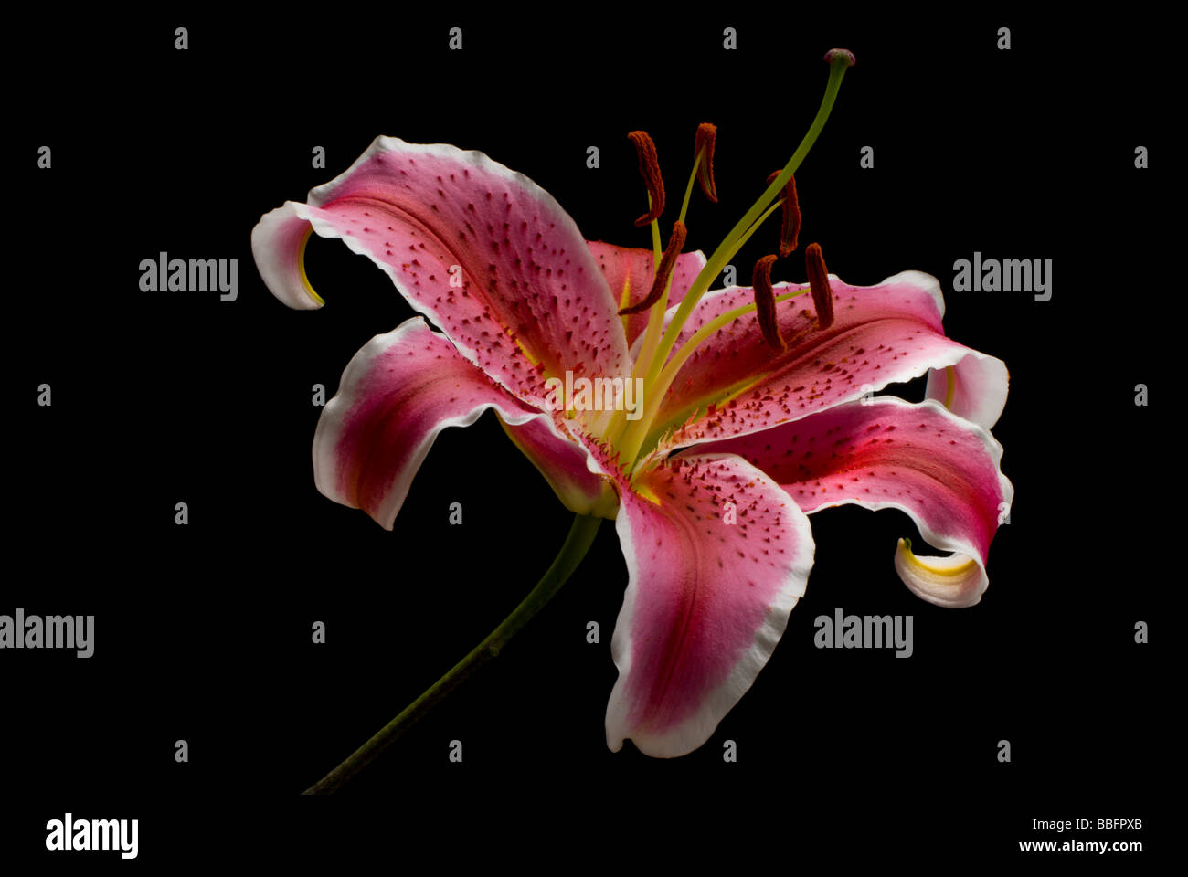 Oriental Lily Stock Photo