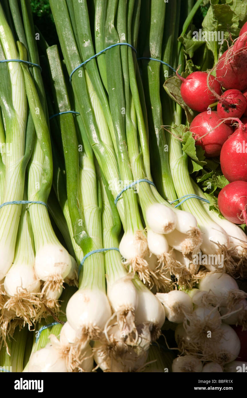 spring onions onion radish radishes peppery taste hot spicy fresh vegetables vegetable salad crisp bunch market stall markets st Stock Photo