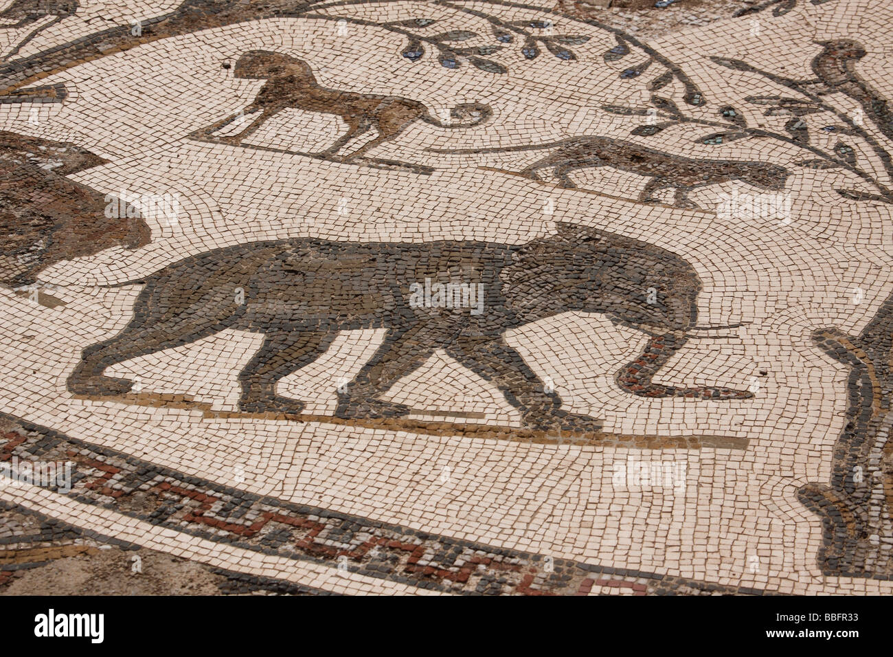 Africa, North Africa, Morocco, Roman Ruins at Volubilis, Mosaic Tiles ...