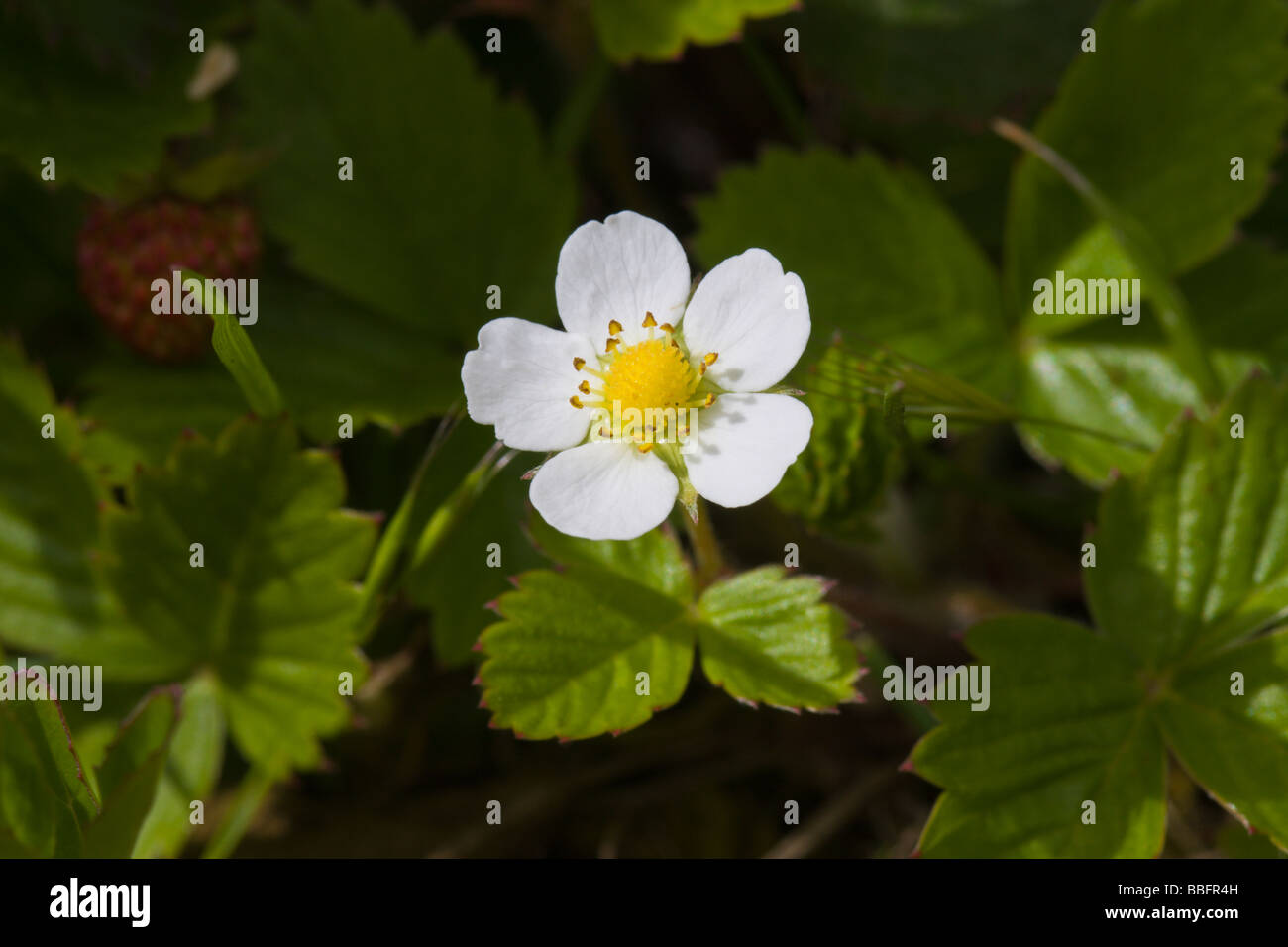 Strawberry white flower hi-res stock photography and images - Alamy