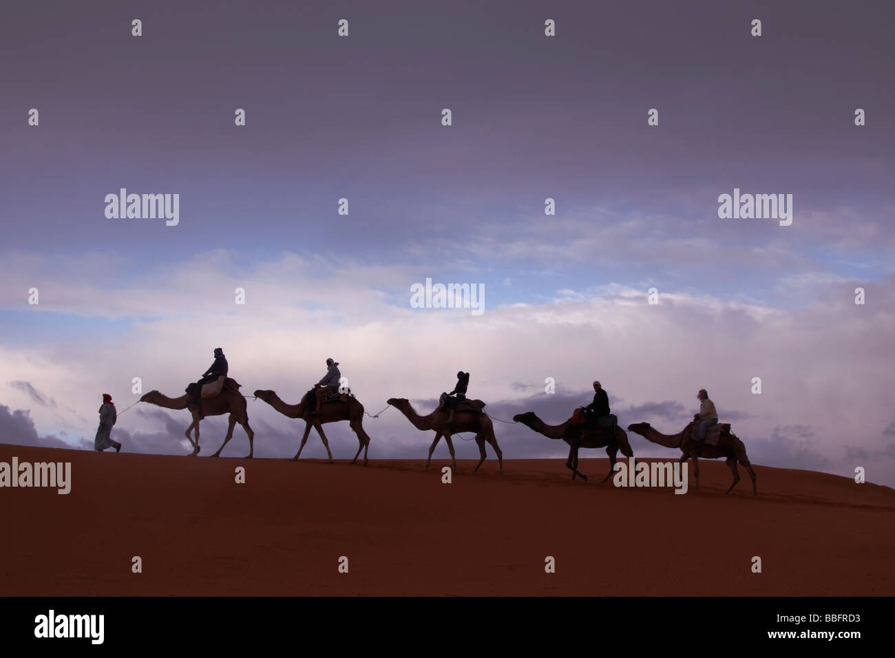 Africa, North Africa, Morocco, Sahara Desert, Merzouga, Erg Chebbi, Tourists Riding Camels, Sunrise Stock Photo