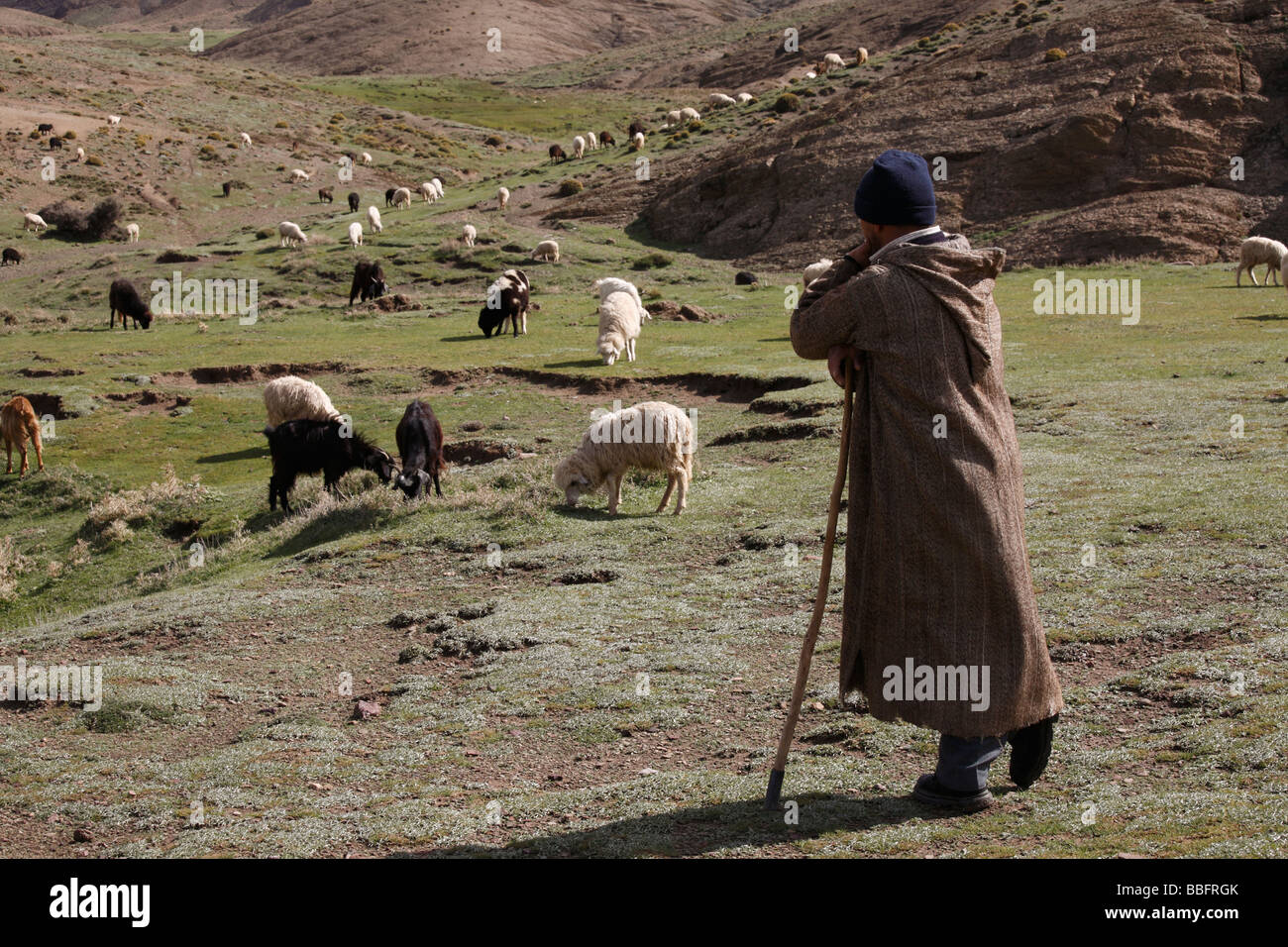 Africa, North Africa, Morocco, High Atlas Mountains, Terraced Fields, Tizi n Tichka, Shepherd Tending Sheep and Goats Stock Photo