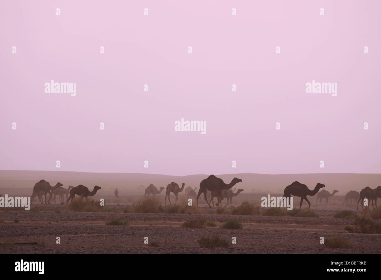 Africa, North Africa, Morocco, Desert, Merzouga, Herd of Camels on Dusty Plain Stock Photo