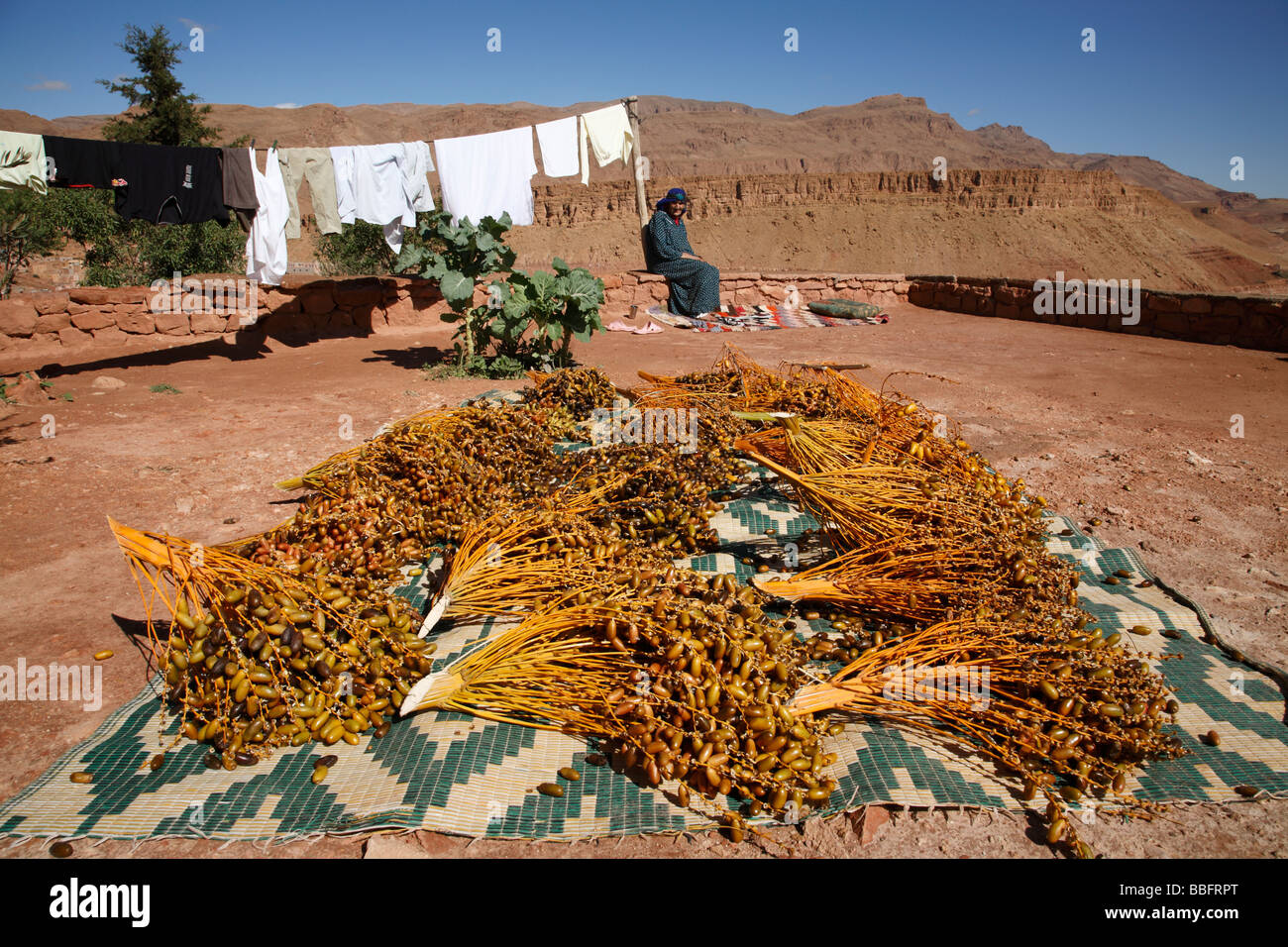 Africa, North Africa, Morocco, Tinerhir, Atlas Mountains, Dates Drying in Backyard, Old Woman Stock Photo
