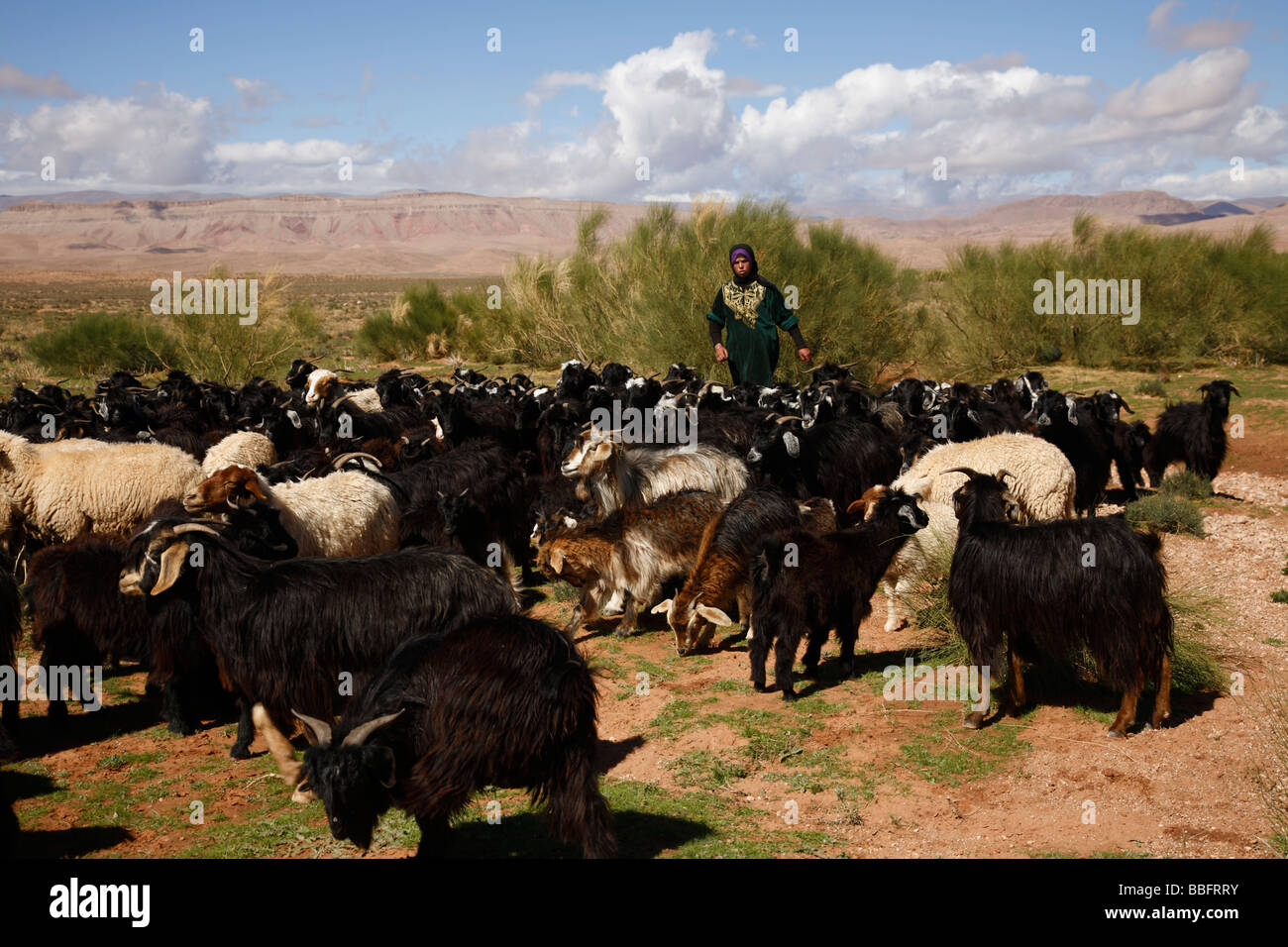 Africa, North Africa, Morocco, High Atlas Mountains, Dades Valley, Berber Woman Tending Sheep and Goats Stock Photo