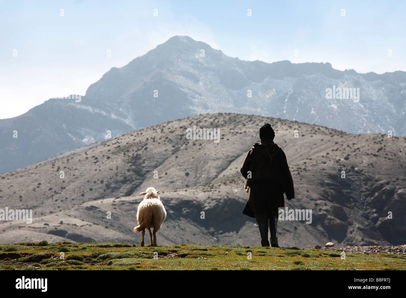 Africa, North Africa, Morocco, Atlas Mountains, Terraced Fields, Tizi n Tichka, Shepherd Tending Sheep and her Lamb Stock Photo