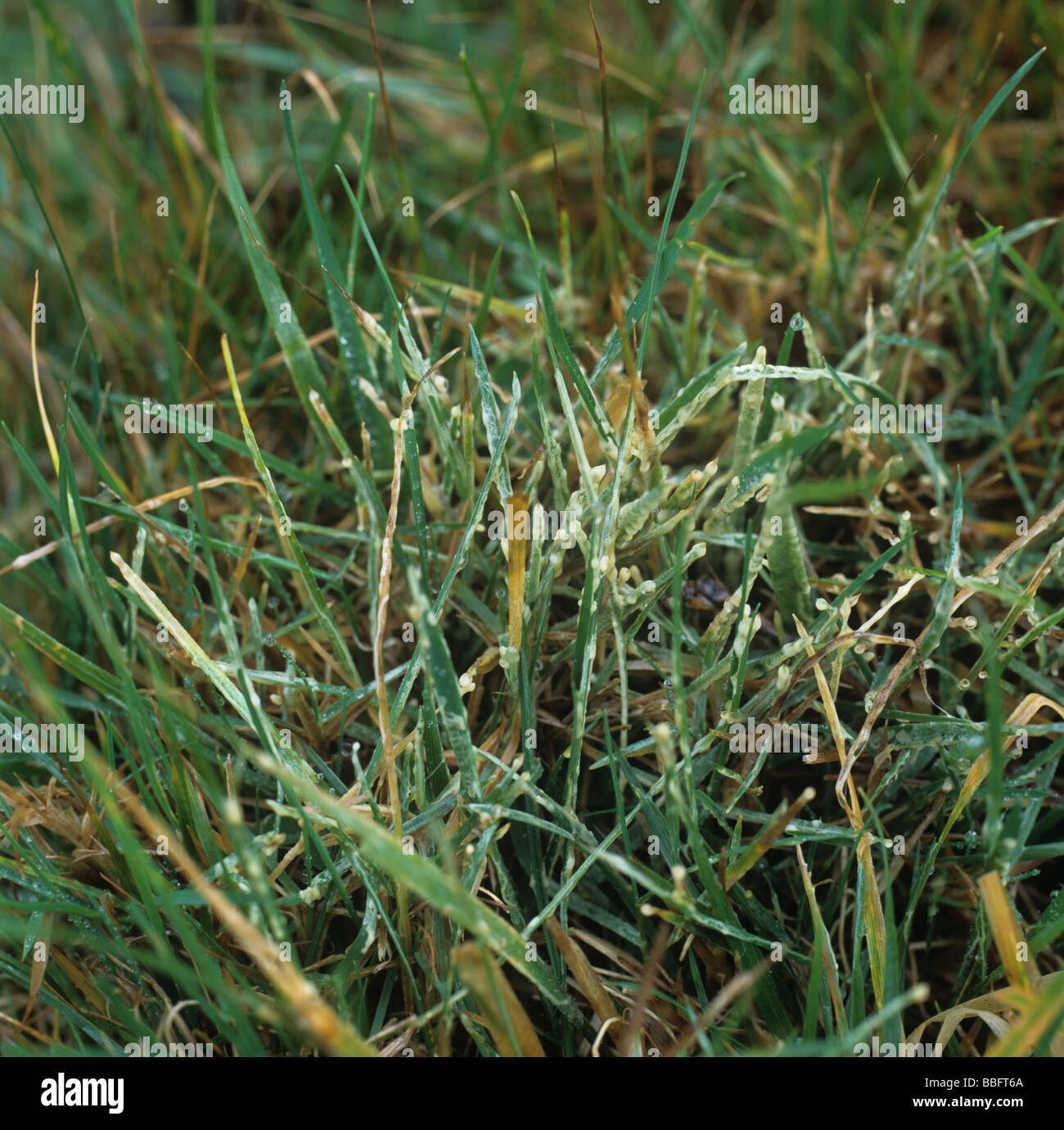 Slime mould on turfgrass on humid morning Stock Photo