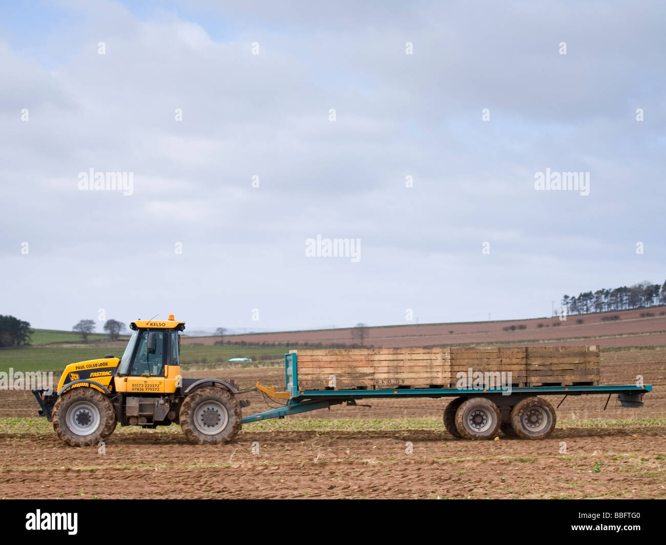 The harvesting of turnip in the Scottish Borders Stock Photo Alamy