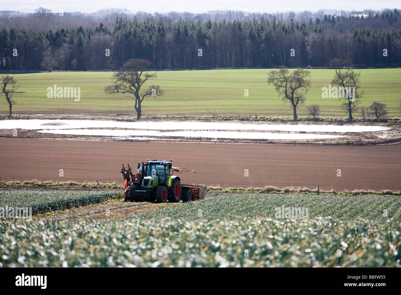 The harvesting and packaging of leeks in the Scottish Borders Stock Photo