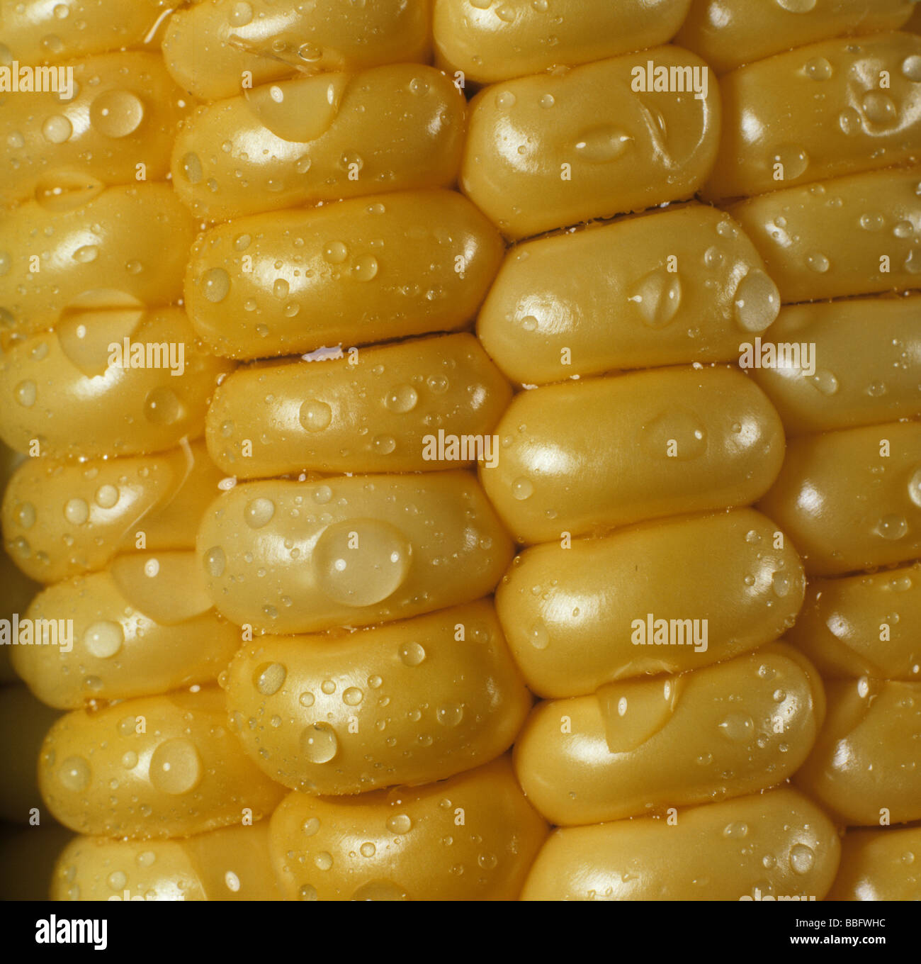 Exposed grains of maize sweetcorn or corn on the cob Stock Photo