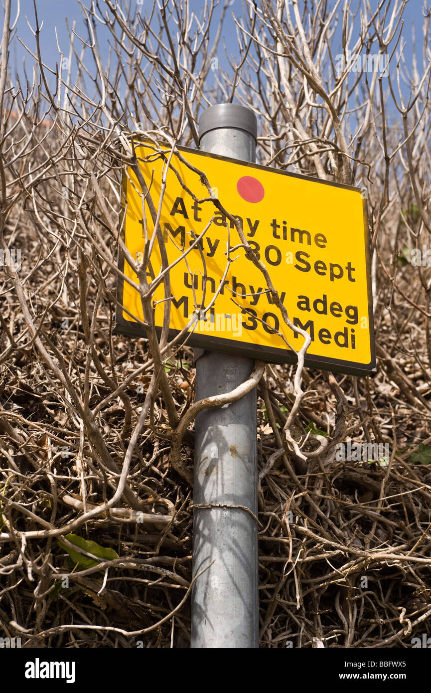 Bilingual English Welsh Parking Sign entangled in foliage Stock Photo