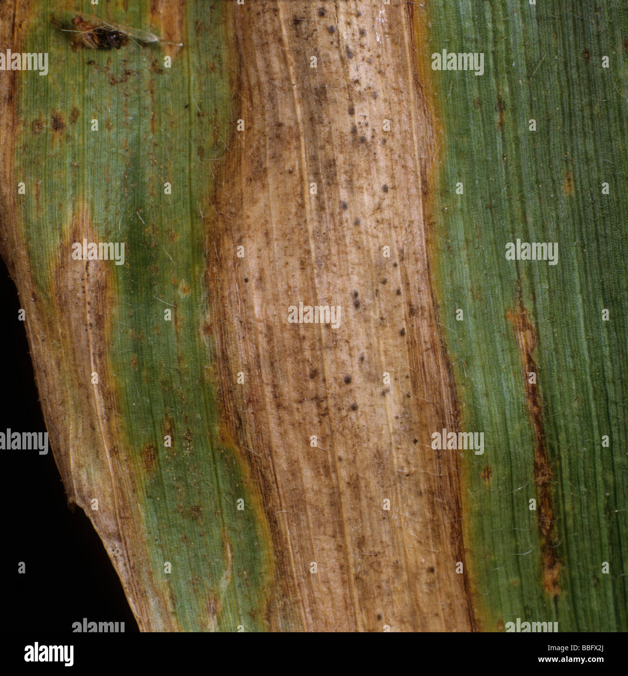 Diplodia leaf spot or leaf streak Stenocarpella macrospora lesion on a maize or corn leaf Stock Photo
