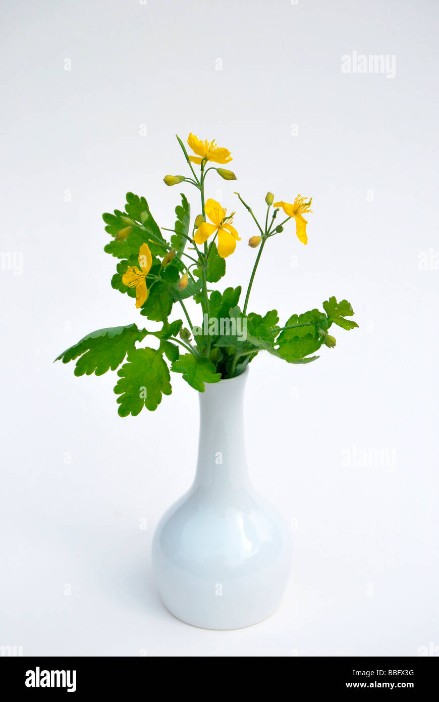 Greater Celandine or Tetterwort (Chelidonium majus), medicinal plant, poisonous plant in a vase Stock Photo