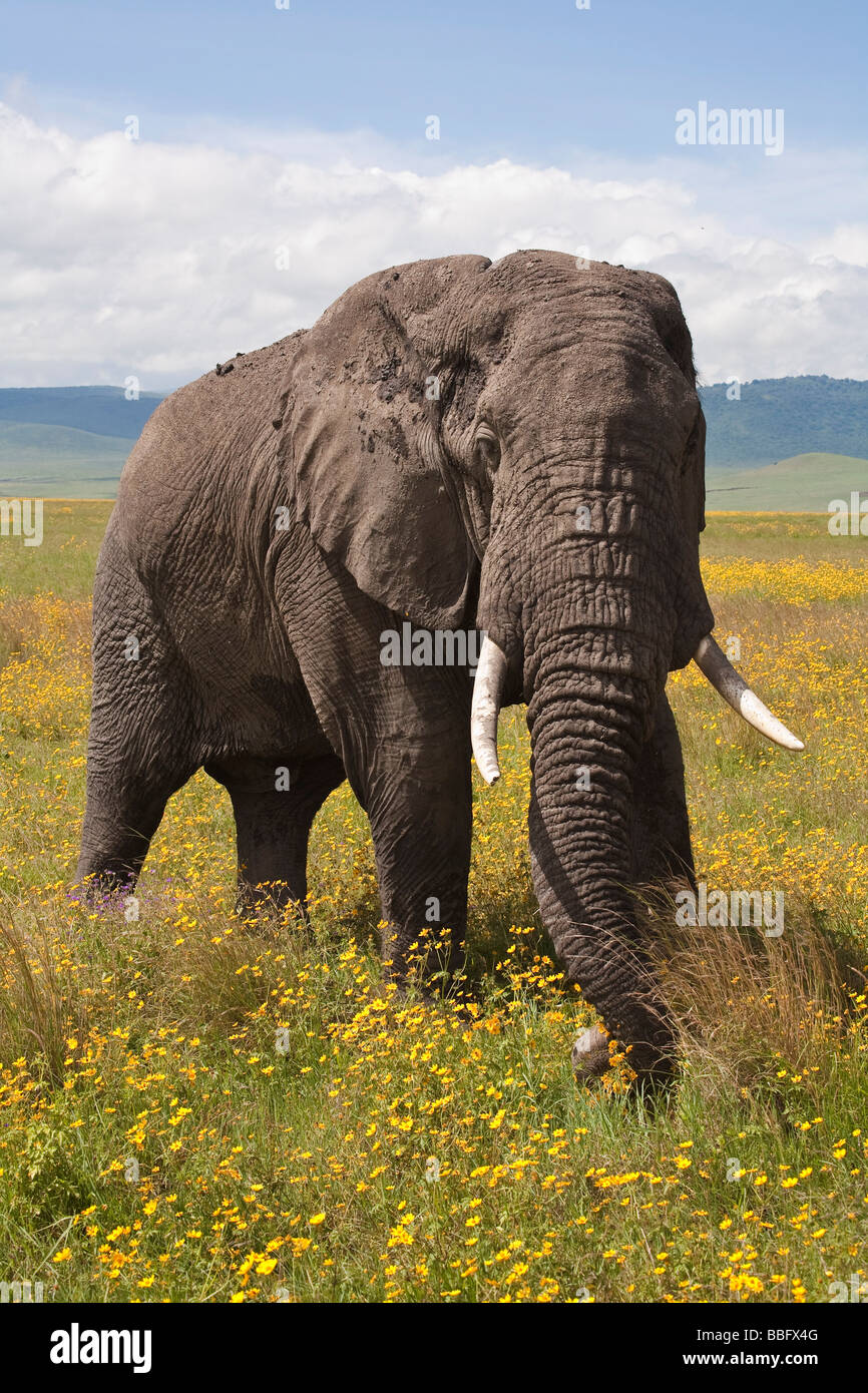 Bull elephant eating flowers Ngorongoro Crater Tanzania Stock Photo