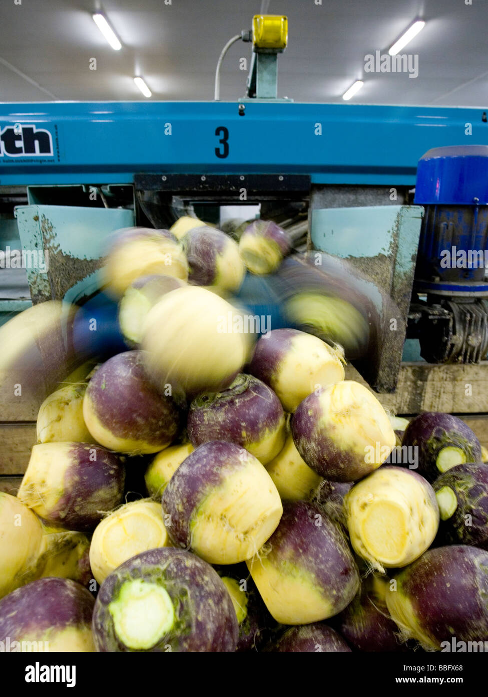 Processing harvesting of turnip in the Scottish Borders Stock Photo