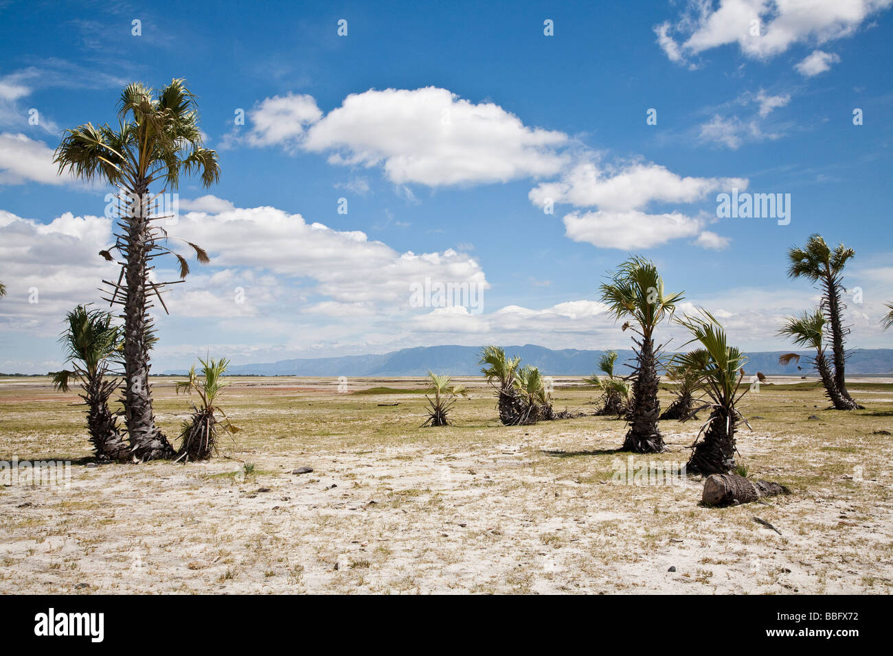 Palms growing near Lake Eyasi Tanzania Stock Photo