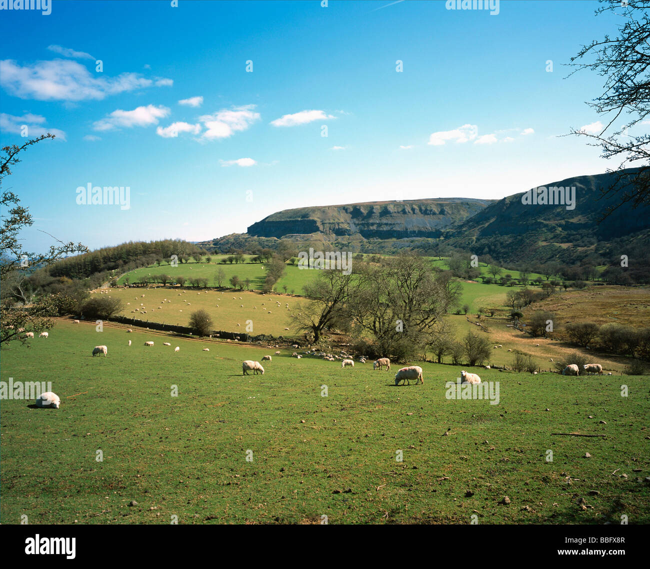 Sheep in farm fields hi-res stock photography and images - Alamy
