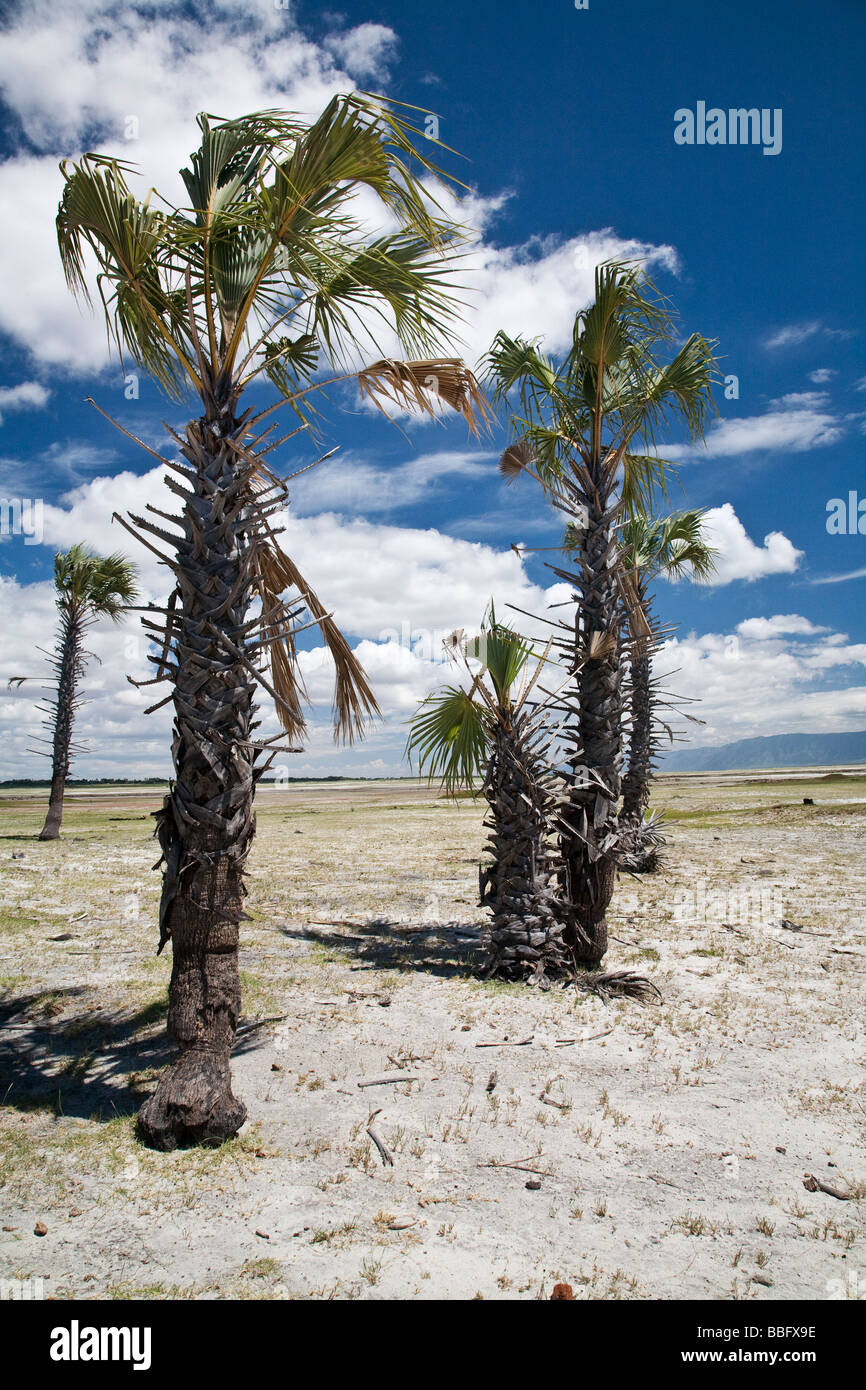 Palms growing near Lake Eyasi Tanzania Stock Photo