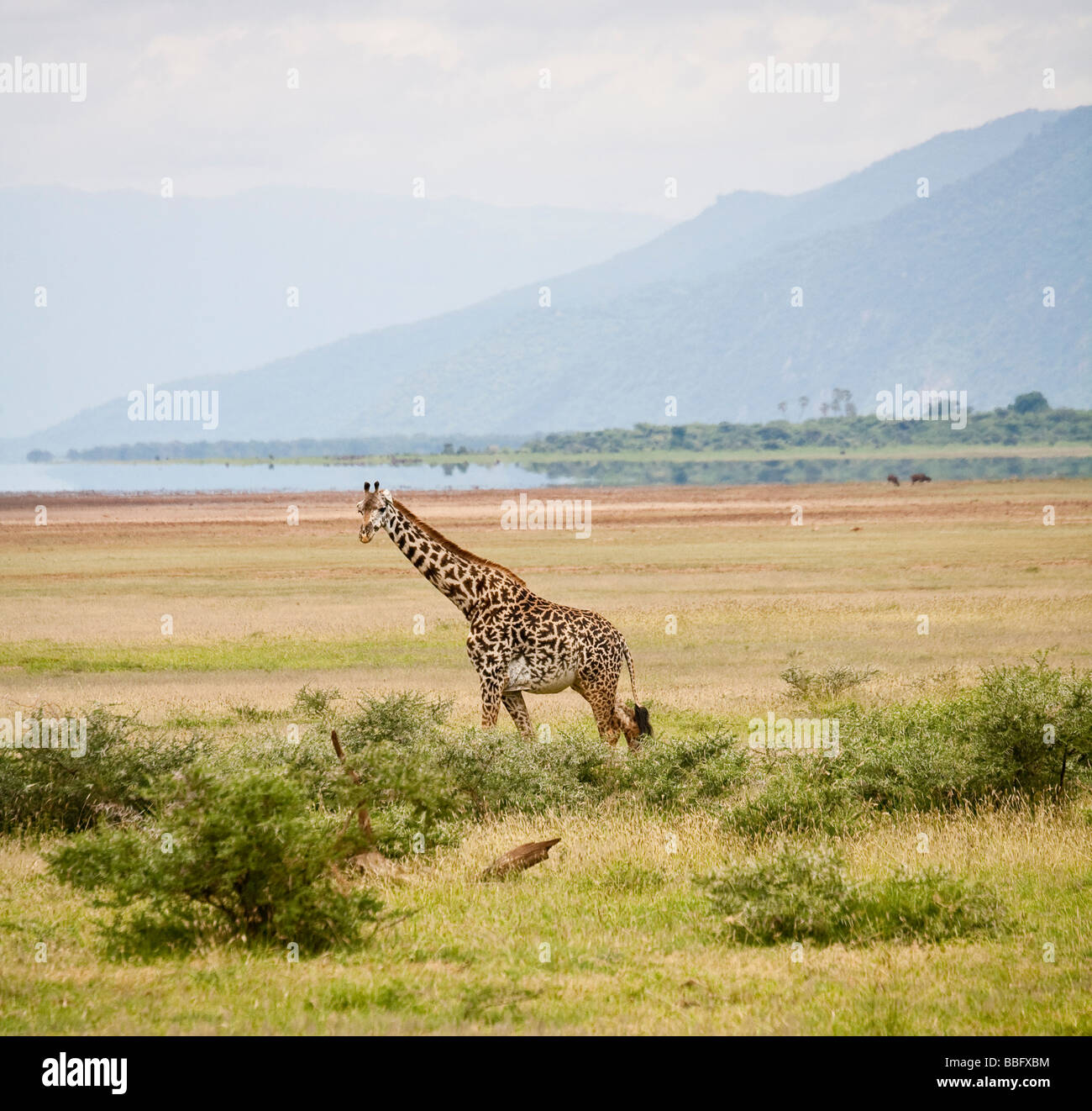 Giraffe in the Rift Valley Manyara Tanzania Stock Photo