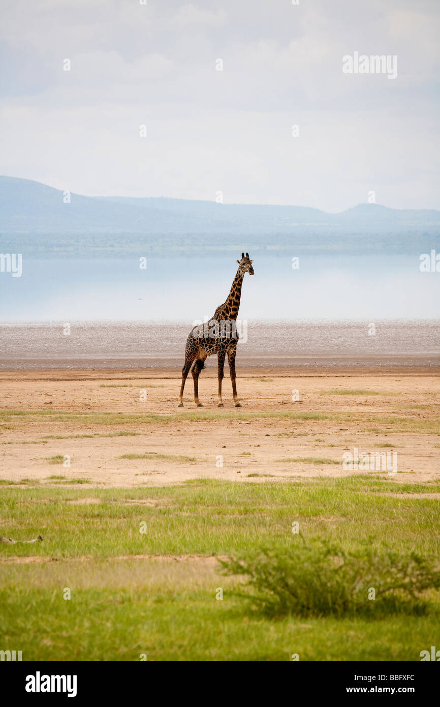 Bull giraffe by Lake Manyara Tanzania Stock Photo
