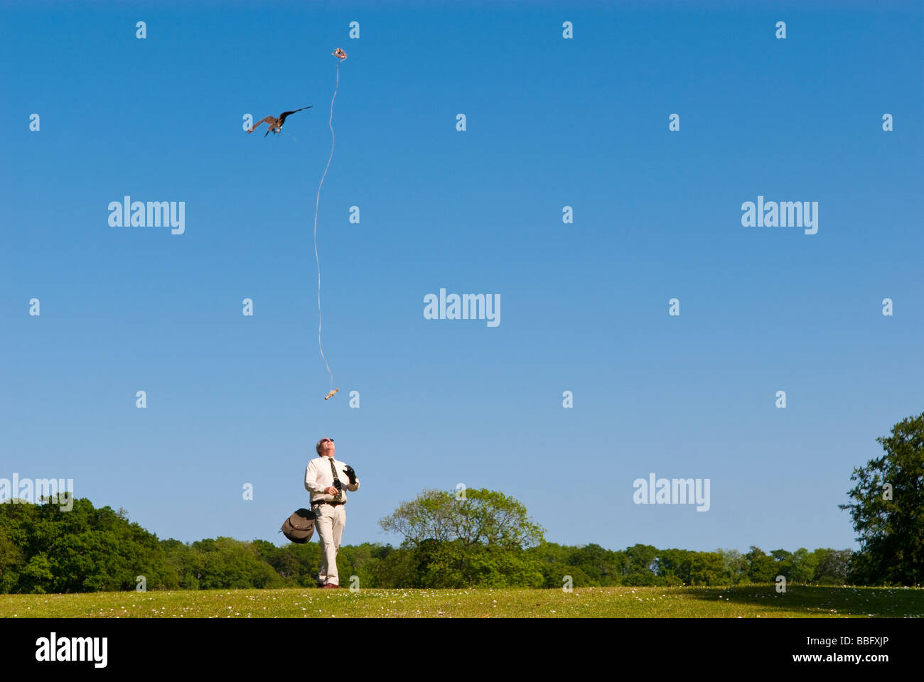 A falconer giving a falconry display to the public,attracting the birds of prey to fly past using a lure in the uk countryside Stock Photo
