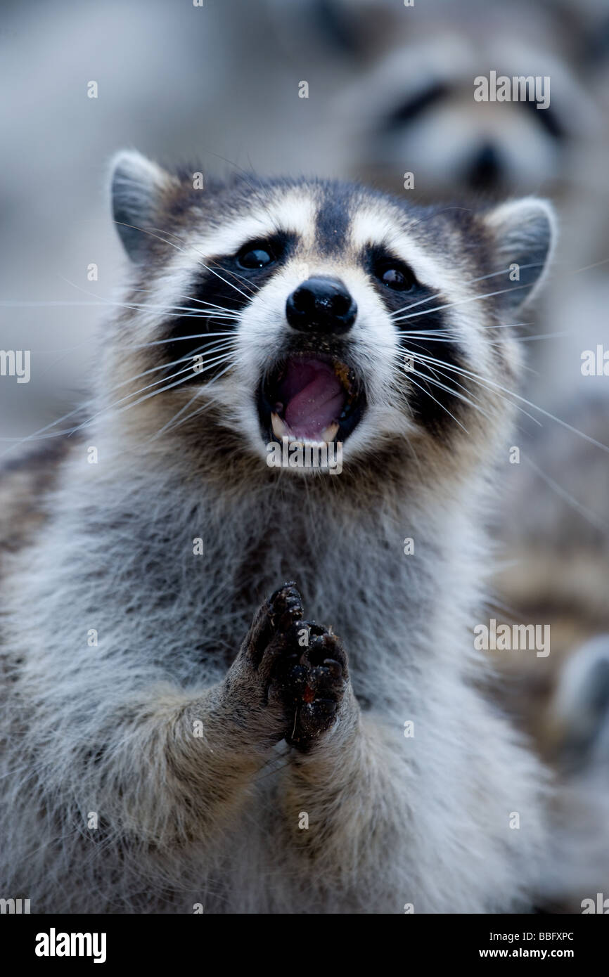 Close-up of raccoon. Stock Photo