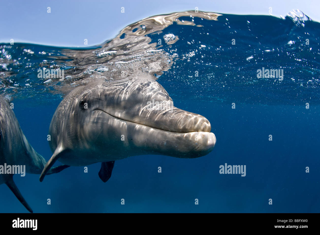 Bottlenose dolphin hi-res stock photography and images - Alamy