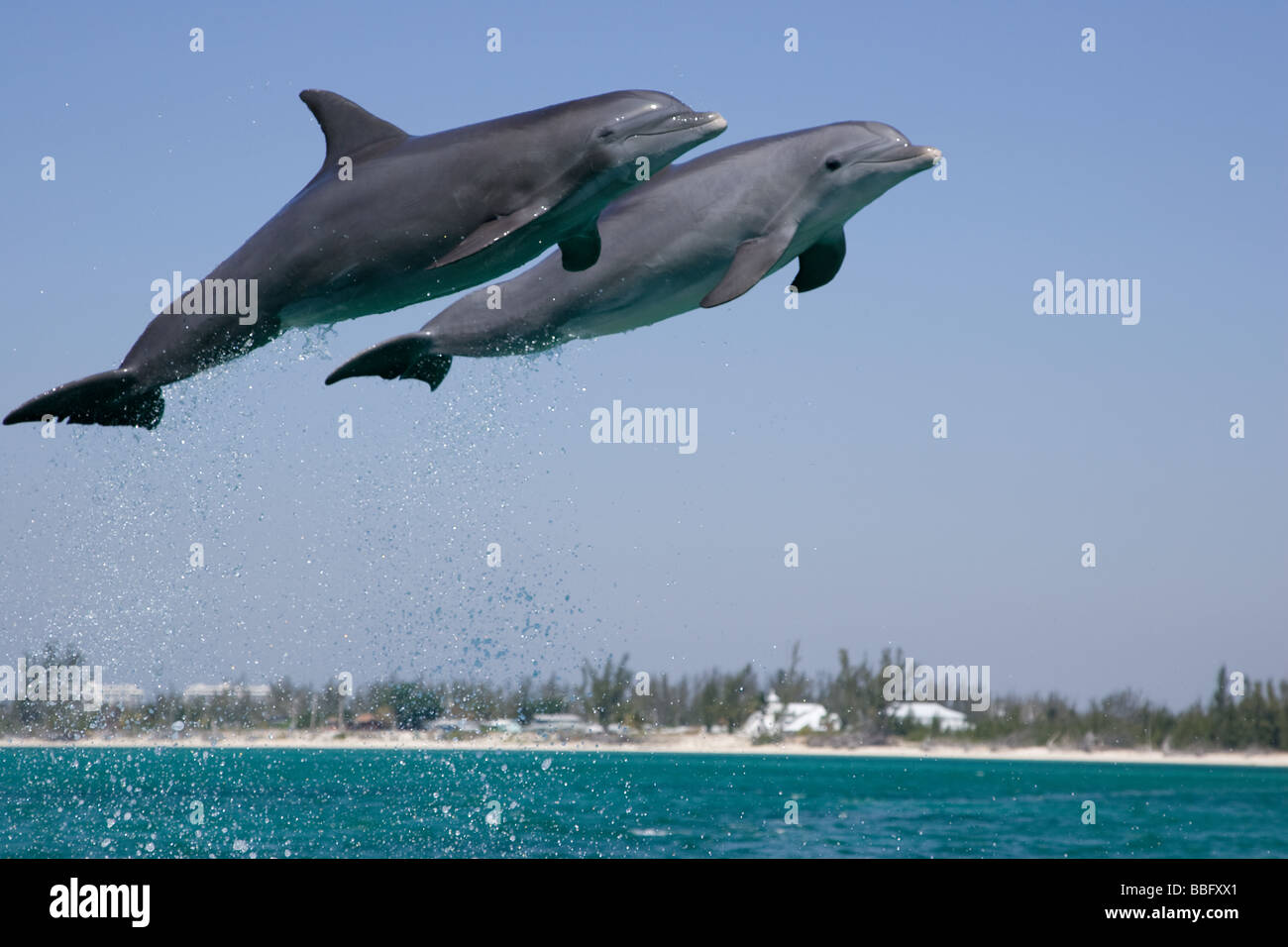 Leaping dolphin. Stock Photo