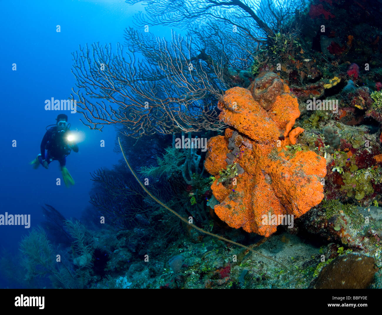 Coral reef scene with diver. Stock Photo