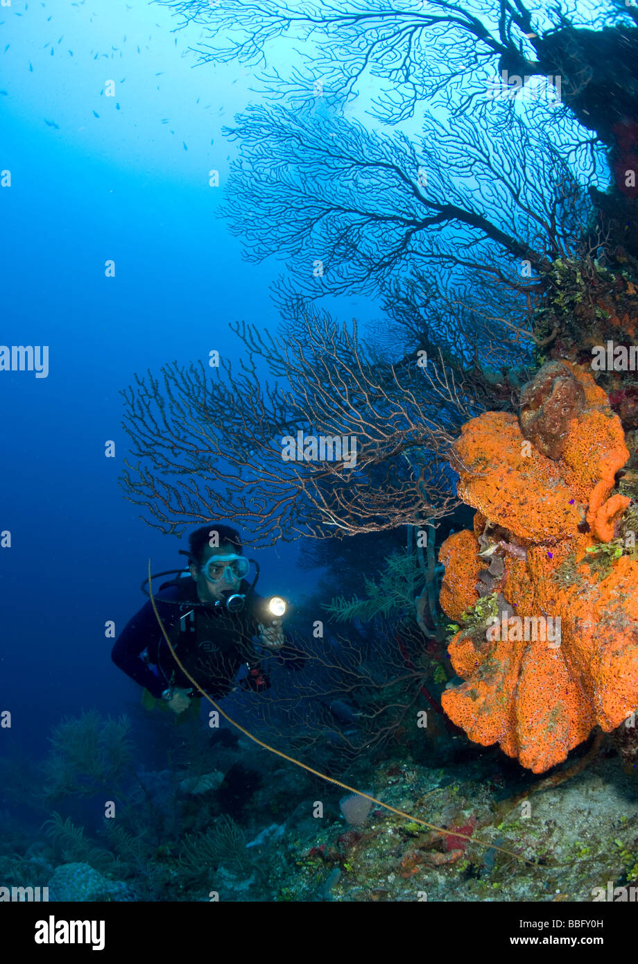 Coral reef scene with diver. Stock Photo