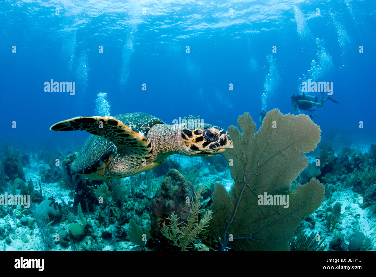 Hawksbill turtle on reef. Stock Photo