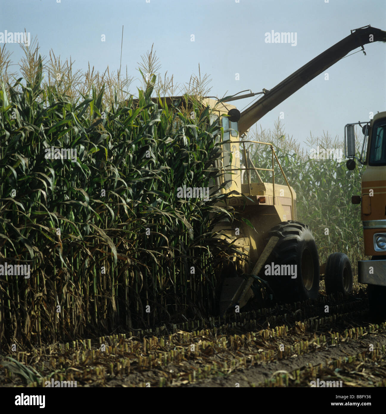 Harvesting tall maize or corn crop with a large forager California USA Stock Photo