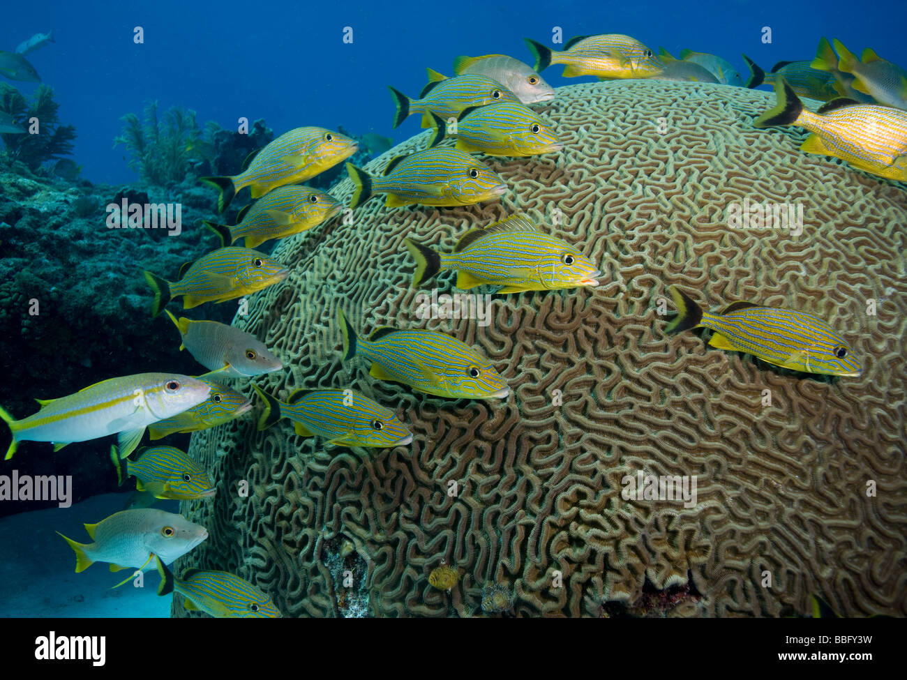 Fish huddled near brain coral. Stock Photo