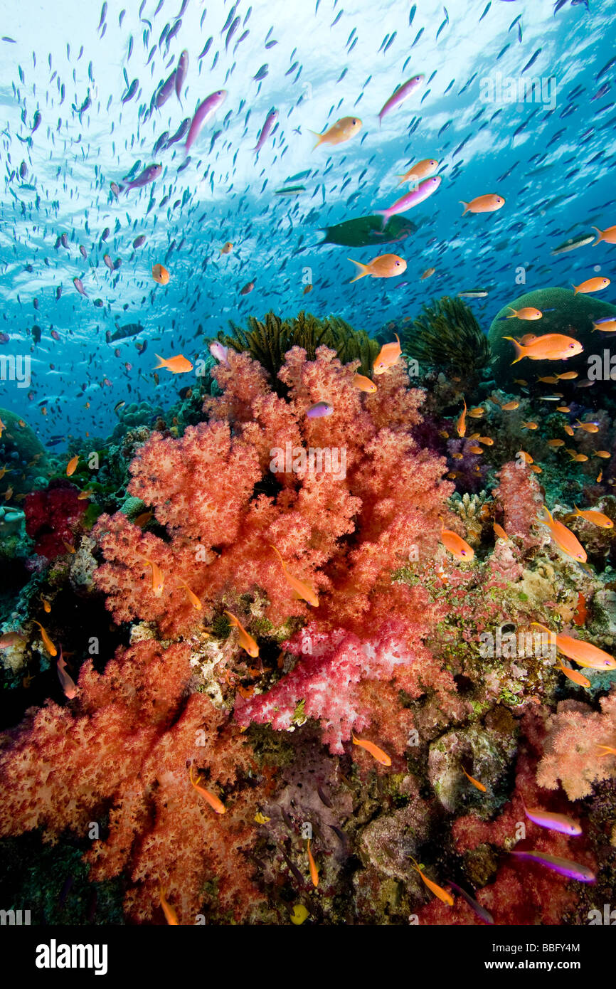 Reef scene. Stock Photo