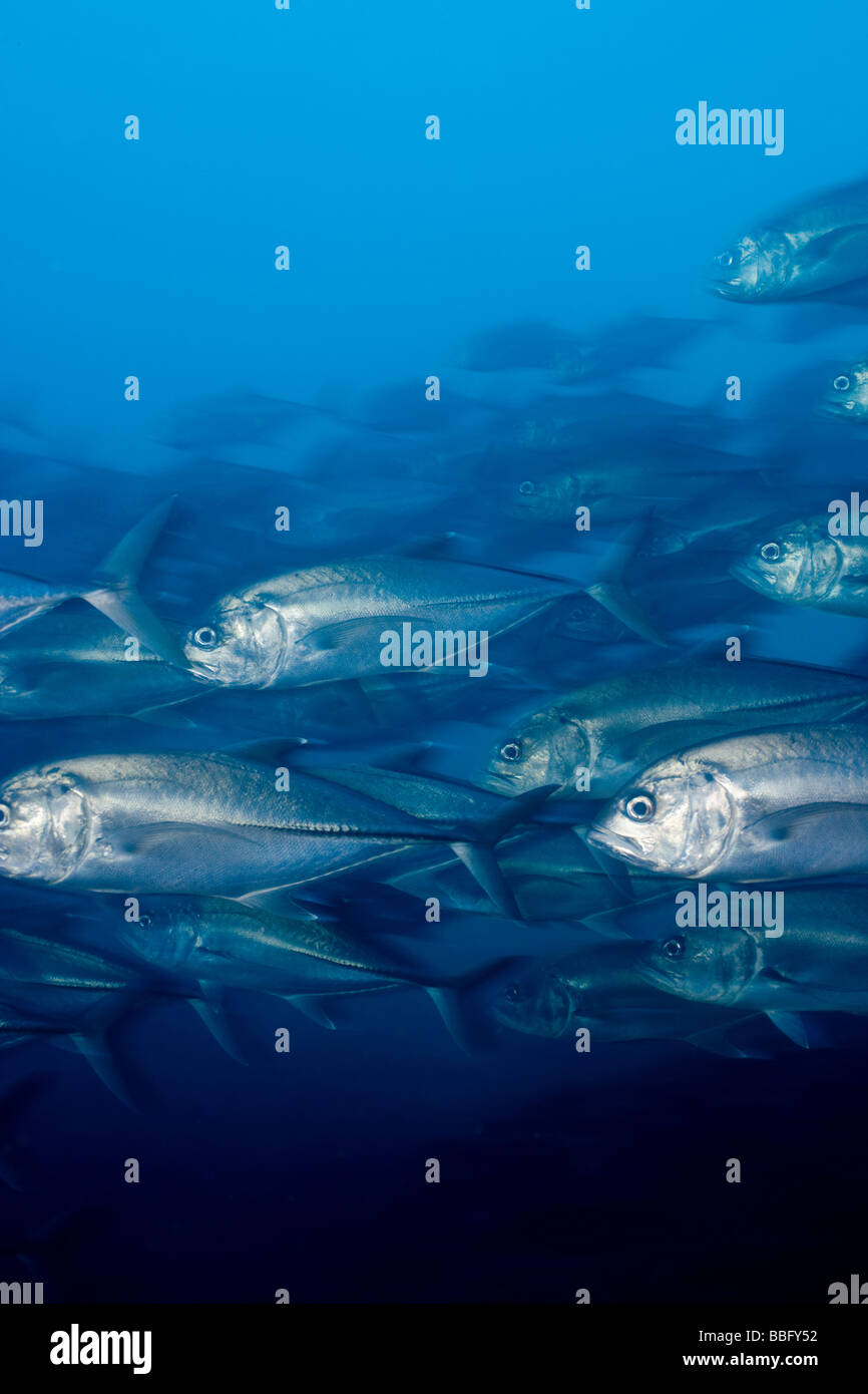 Dense fish hires stock photography and images Alamy