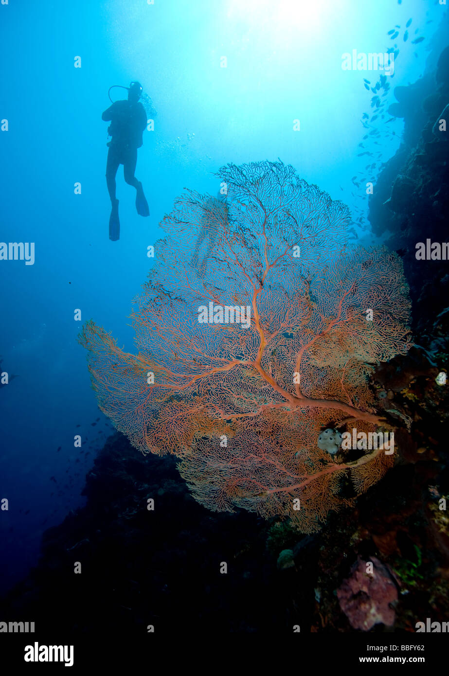 Diver silhouette behind sea fan. Stock Photo