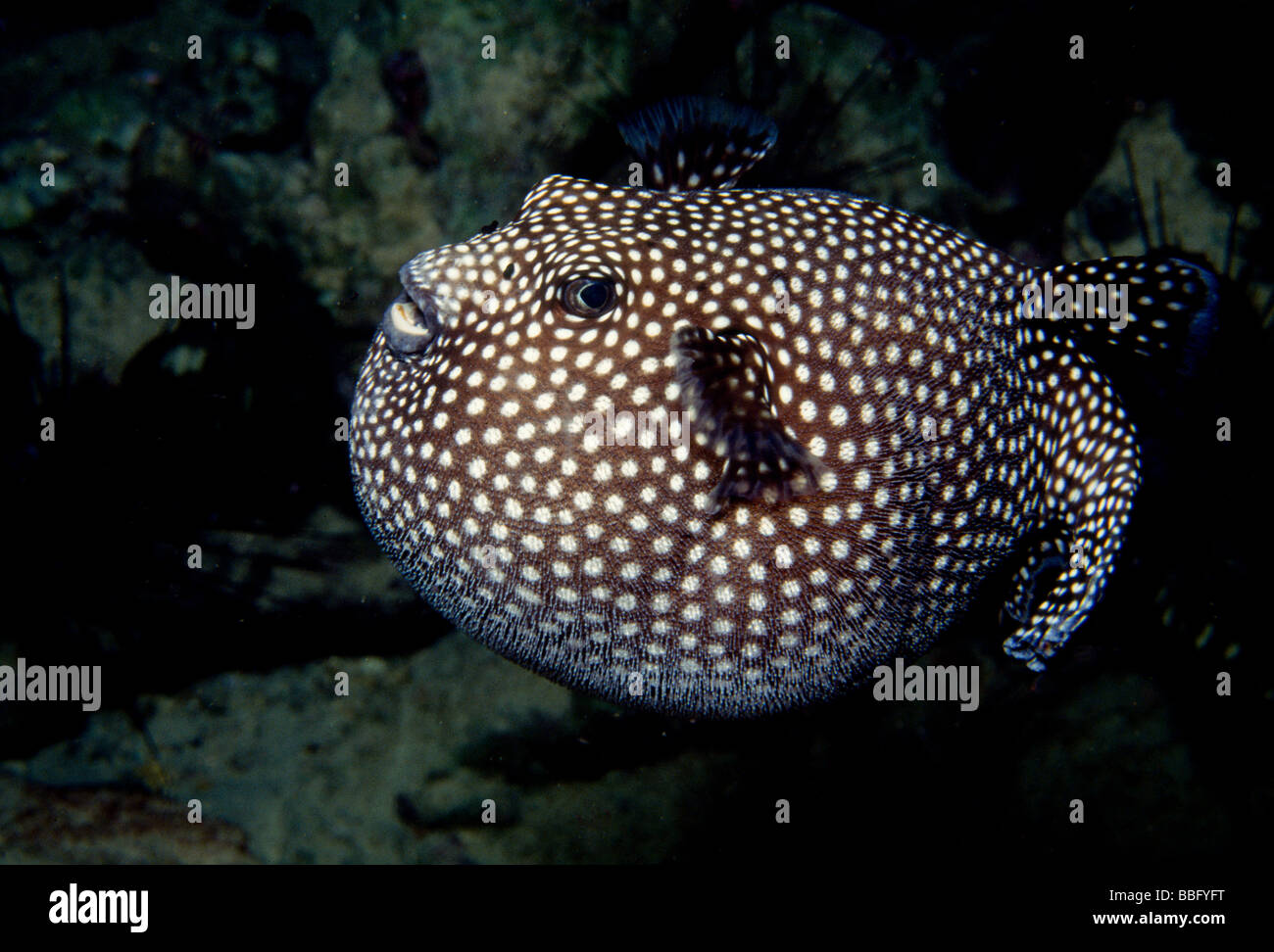 Inflated pufferfish. Stock Photo