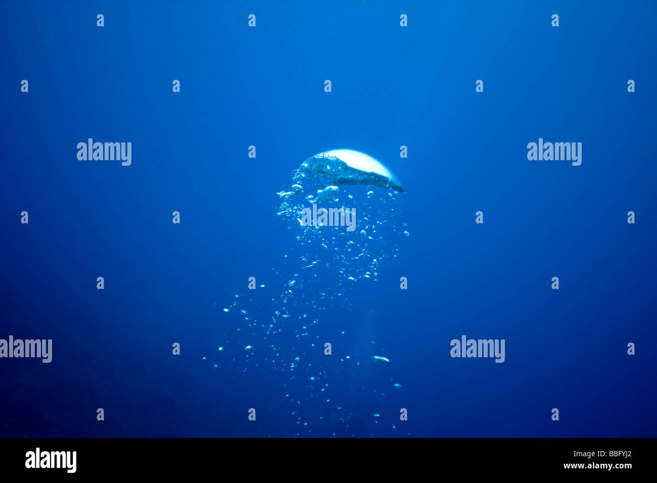 Air bubble from diver Stock Photo Alamy