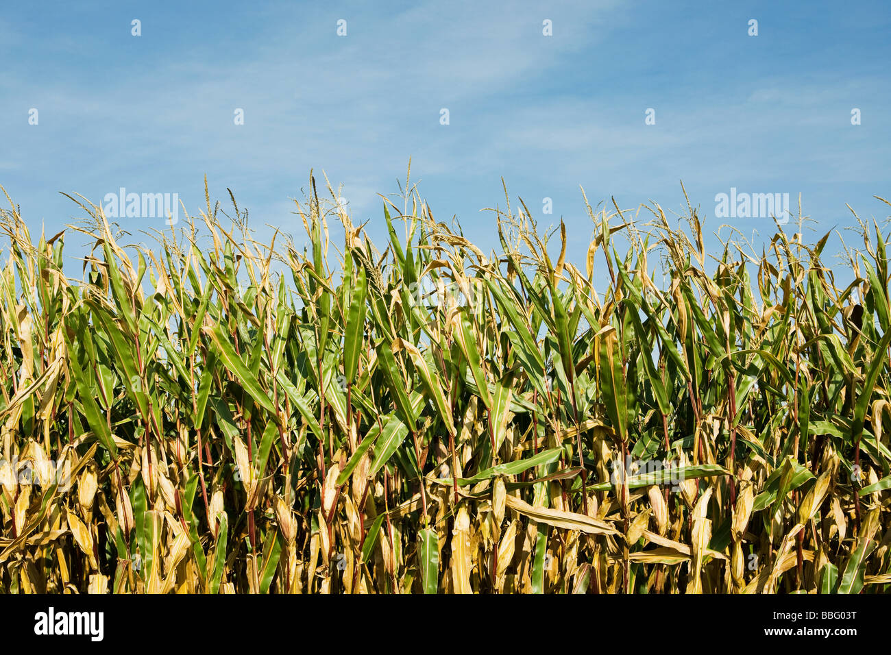 Corn field Stock Photo