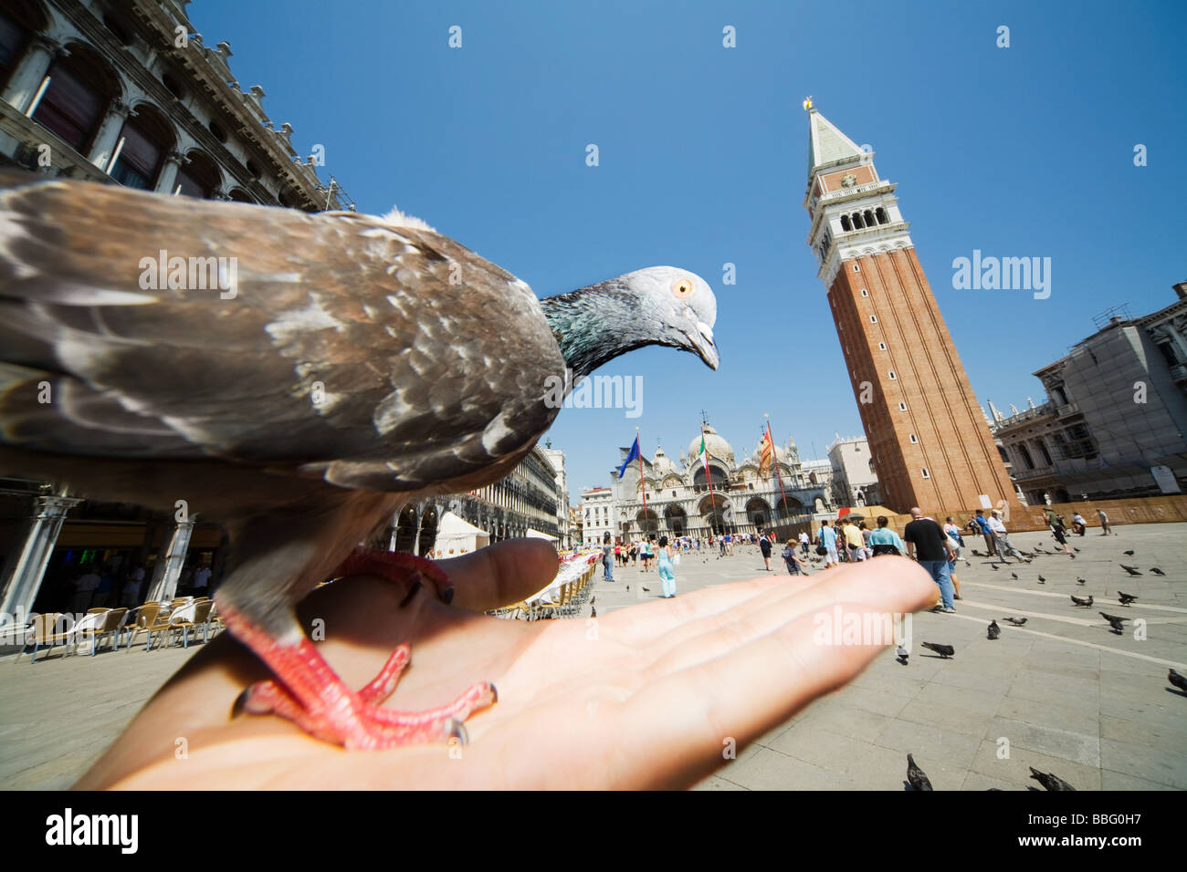 A pigeon on a persons hand in st marks square Stock Photo