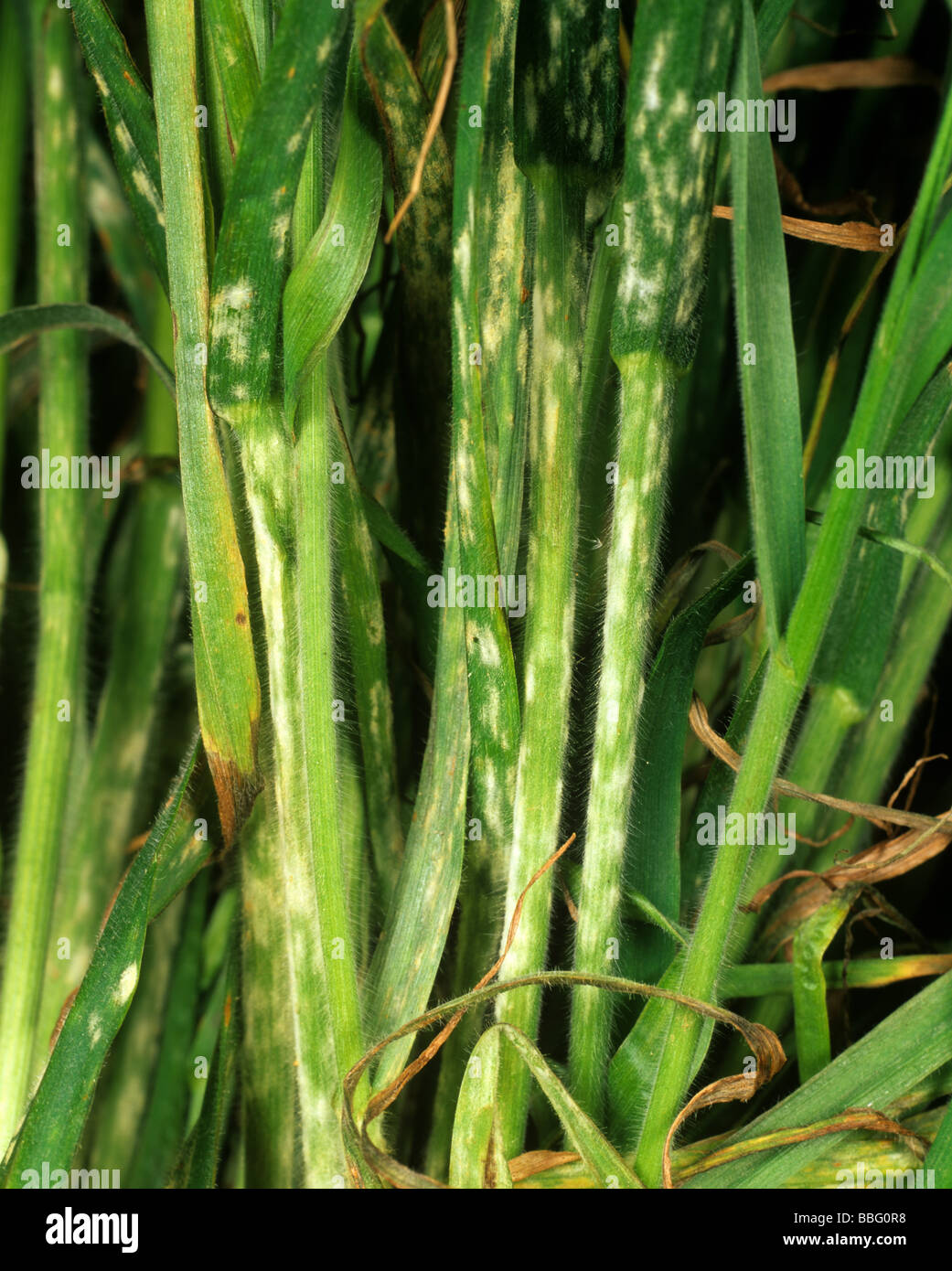 Powdery mildew Erysiphe graminis on soft brome Bromus hordeaceus stems and leaves Stock Photo