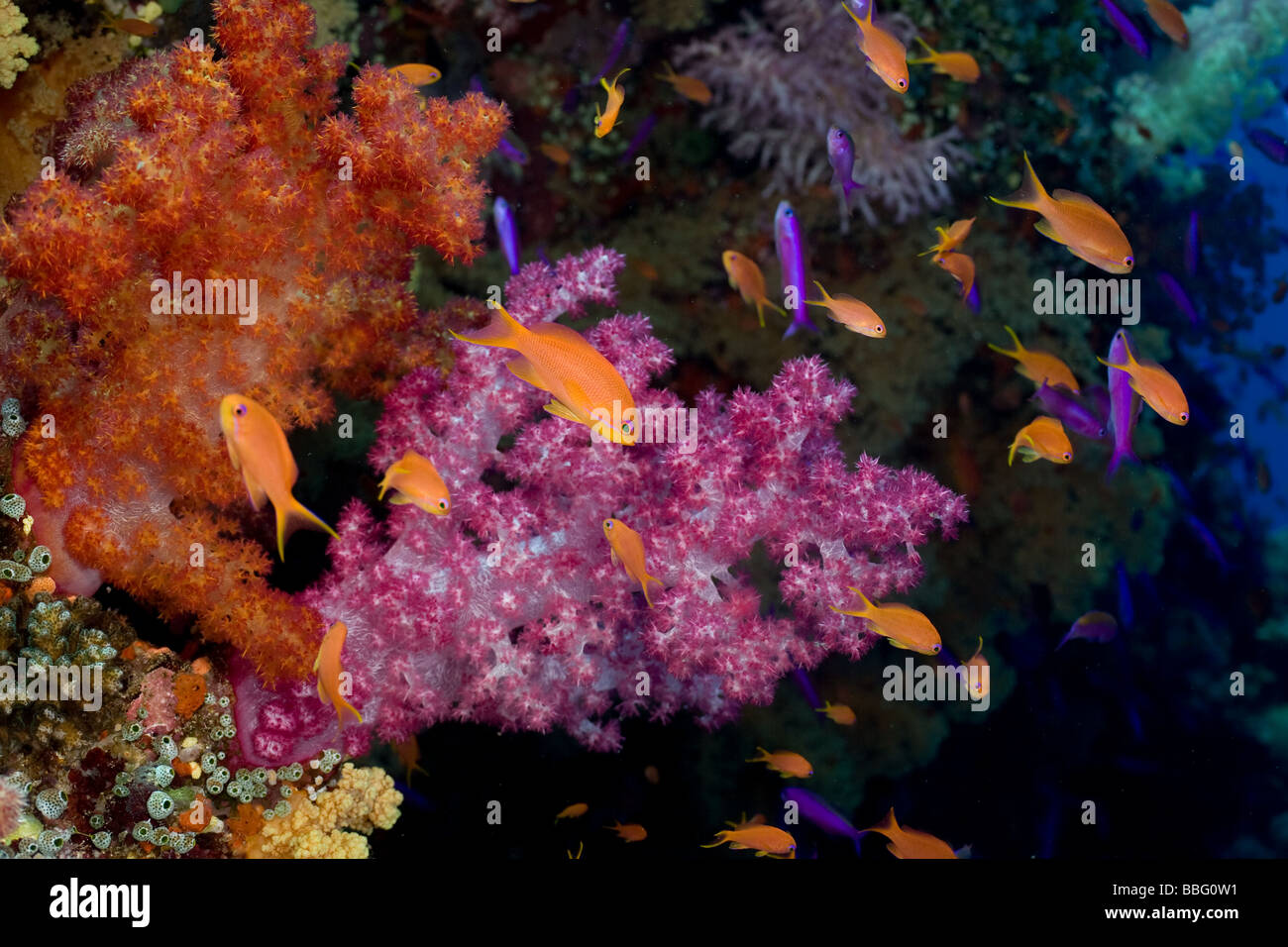 Anthias and soft coral. Stock Photo