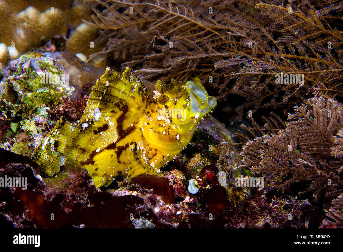 Fish swallowing prey Stock Photo Alamy