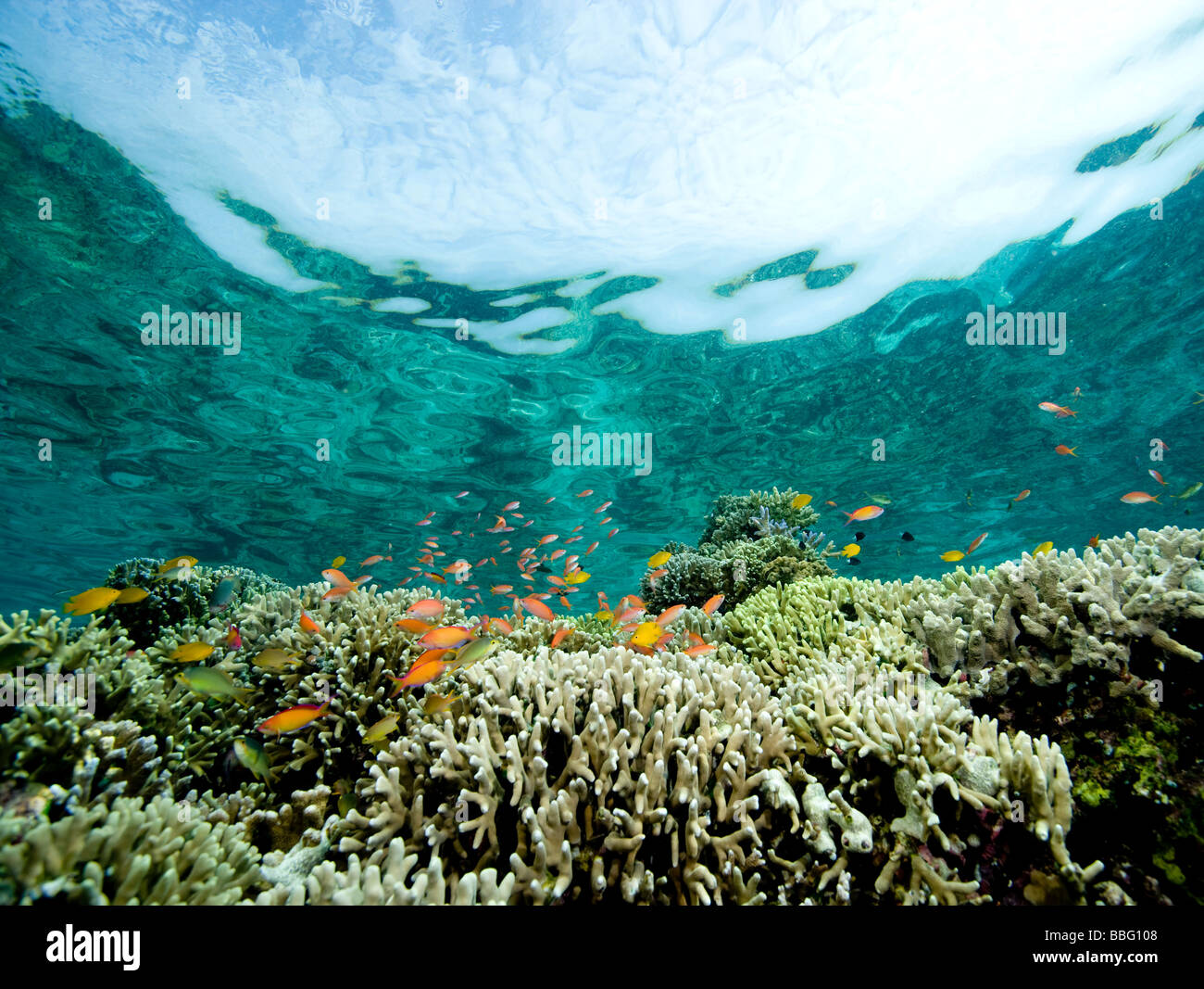 Coral reef scene. Stock Photo