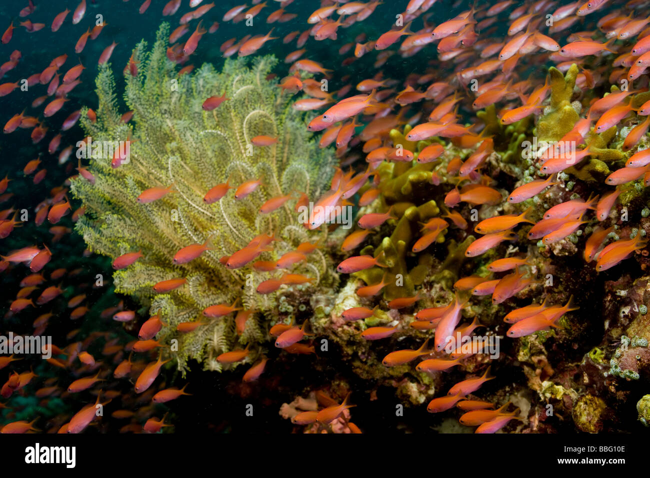 Reef scene with schooling fish. Stock Photo