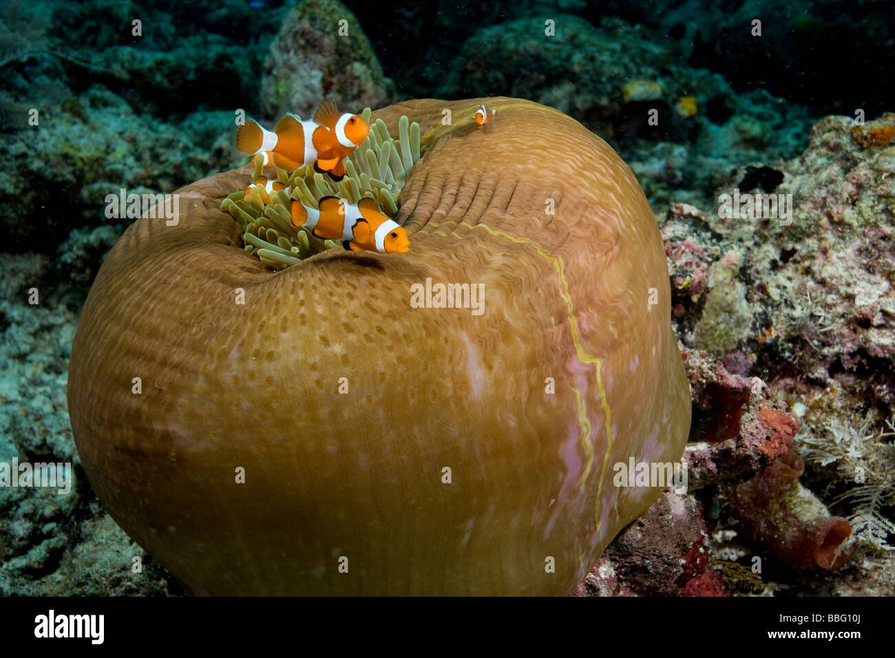 Anemone species hi-res stock photography and images - Alamy