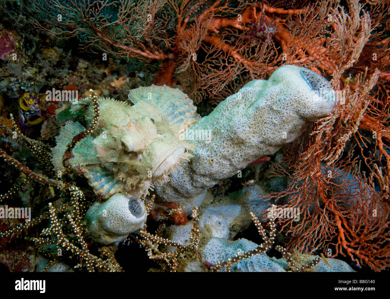 Scorpionfish on coral reef. Stock Photo