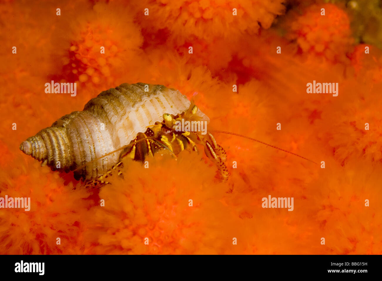 Anemone hermit crab sea anemone hi-res stock photography and images - Alamy