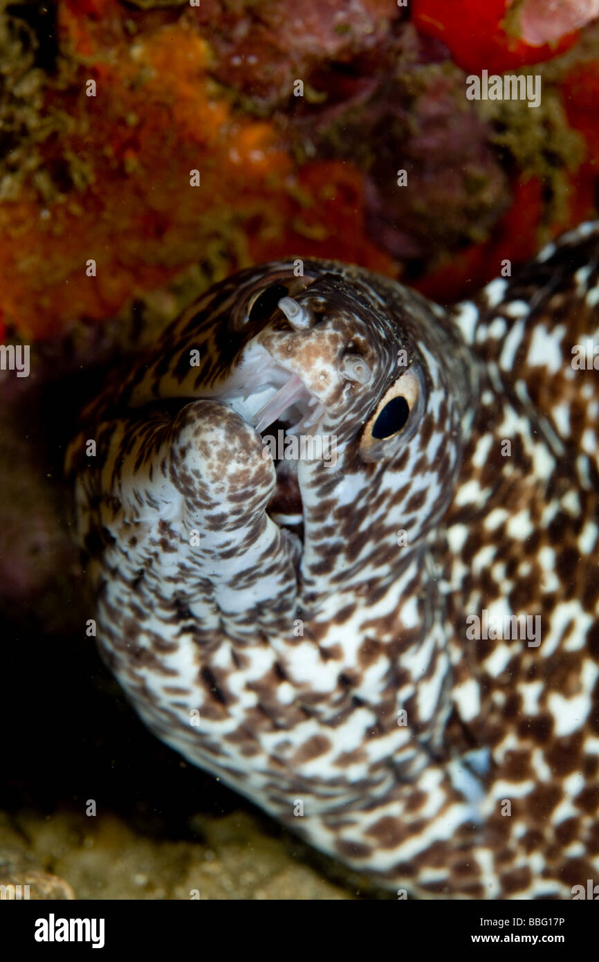 Moray eel teeth hires stock photography and images Alamy